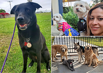 Anaheim Dog Walkers Wild CaninA