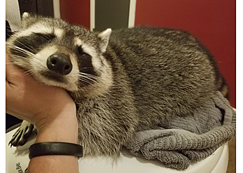 Columbia Animal Removal Wild Thingz Wildlife Removal