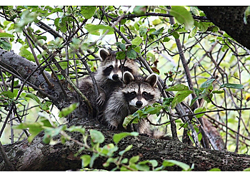 Columbia Animal Removal Wild Thingz Wildlife Removal