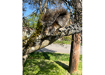 Seattle Animal Removal Wildlife Advocates