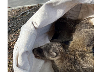 Seattle Animal Removal Wildlife Advocates