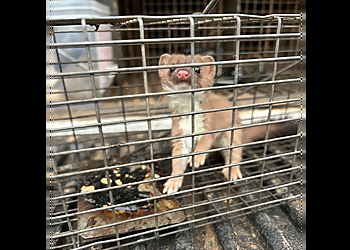 Hartford Animal Removal Wildlife Control Services LLC