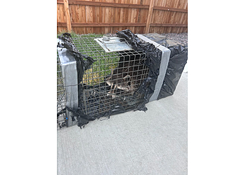 Denver Animal Removal Wildlife, Inc.