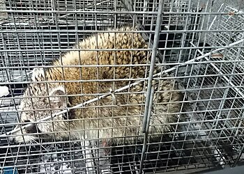 Baltimore Animal Removal Wildlife Removal Baltimore