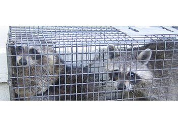 Baltimore Animal Removal Wildlife Removal Baltimore