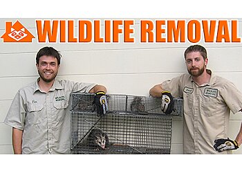 Wildlife Removal Baltimore Baltimore Animal Removal image 1