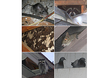 Las Vegas Animal Removal Wildlife Removal Las Vegas