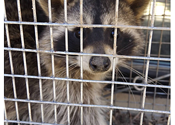 Las Vegas Animal Removal Wildlife Removal Las Vegas