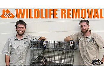 Wildlife Removal Las Vegas Las Vegas Animal Removal image 1