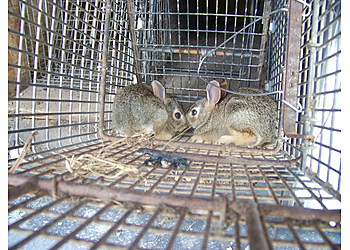 Riverside Animal Removal Wildlife Removal Riverside