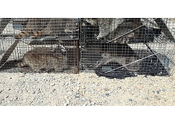 Riverside Animal Removal Wildlife Removal Riverside