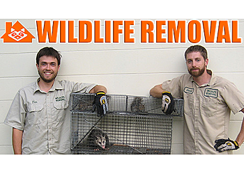 Wildlife Removal Riverside Riverside Animal Removal image 1