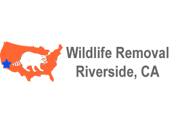 Wildlife Removal Riverside