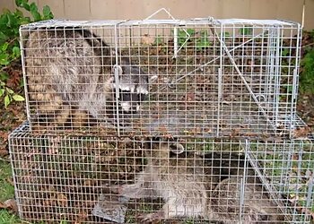 San Diego Animal Removal Wildlife Removal Service