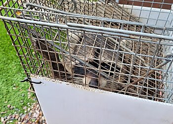 San Diego Animal Removal Wildlife Removal Service