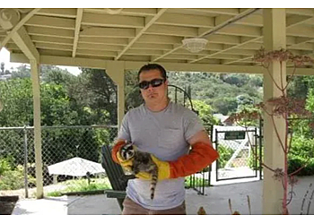 Oceanside Animal Removal Wildlife Removal Services