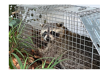 Oceanside Animal Removal Wildlife Removal Services