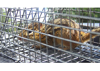 Wildlife Removal Washington DC Washington Animal Removal image 1