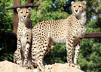 Surprise Places To See Wildlife World Zoo, Aquarium and Safari Park