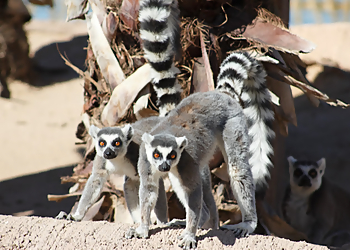 Surprise Places To See Wildlife World Zoo, Aquarium and Safari Park