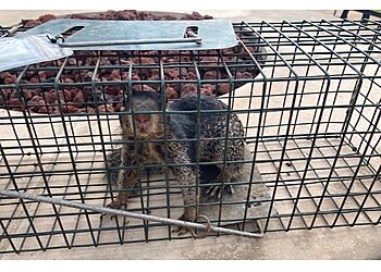 San Antonio Animal Removal Wildlife X Team