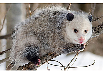 San Antonio Animal Removal Wildlife X Team