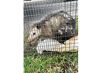 Tampa Animal Removal Wildout Animal & Pest Removal Tampa
