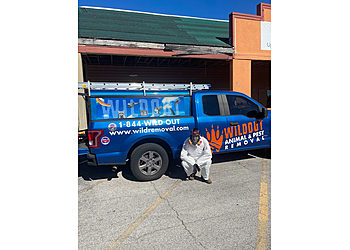 Wildout Animal & Pest Removal Tampa Tampa Animal Removal image 1