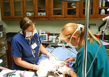 Abilene Veterinary Clinics Windmill Animal Hospital