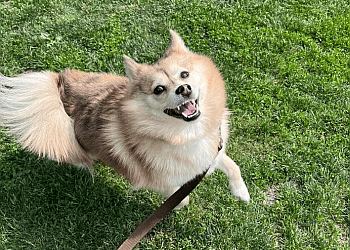 Chicago Dog Walkers Windy City Dog Walkers