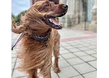 Chicago Dog Walkers Windy City Paws