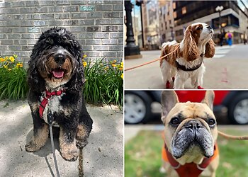 Chicago Dog Walkers Windy City Paws