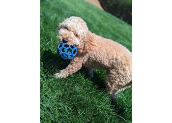 Winston Salem Dog Walkers Winston-Salem Dog Care