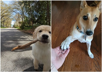 Winston Salem Dog Walkers Winston-Salem Dog Care