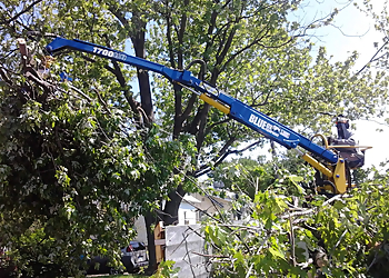 Lansing Tree Services WiseMan Tree Experts