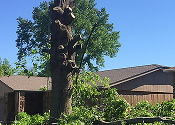 Tulsa Tree Services Wolfe Tree Service LLC