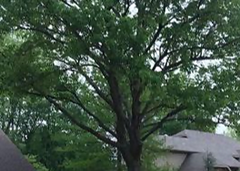 Tulsa Tree Services Wolfe Tree Service LLC