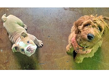 Portland Dog Training Wonder Puppy