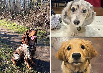 Portland Dog Training Wonder Puppy