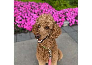 Spokane Dog Walkers Wonder Walks