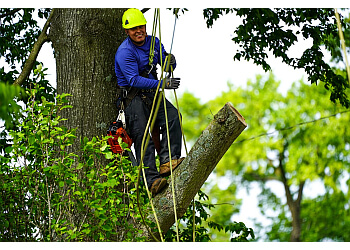 Woodland Tree Service - Memphis, TN Tree Services