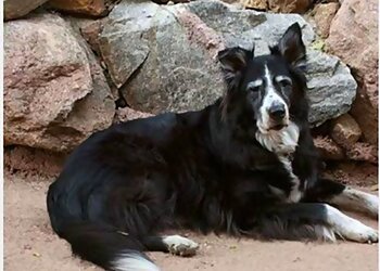 Omaha Dog Walkers Woody’s Pet Watch