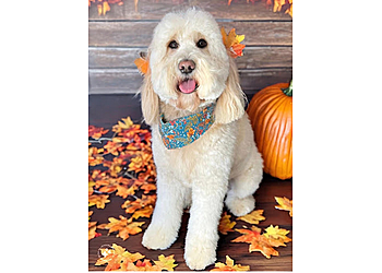 Woof Gang Bakery Boulder - Boulder, CO Pet Grooming - Professional Highlights