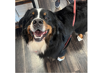 Woof Gang Bakery Boulder - Boulder, CO Pet Grooming - Service Highlights
