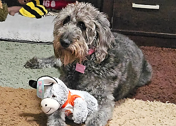 Albuquerque Pet Grooming Woof Gang Bakery & Grooming Albuquerque