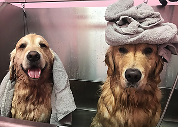 Austin Pet Grooming Woof Gang Bakery & Grooming