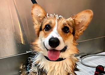 Charleston Pet Grooming Woof Gang Bakery & Grooming