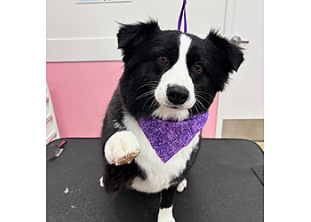 Raleigh Pet Grooming Woof Gang Bakery & Grooming