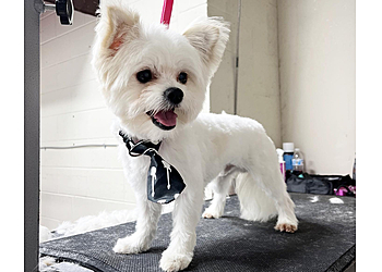 Savannah Pet Grooming Woof Gang Bakery & Grooming