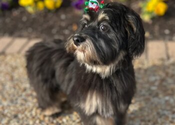 Virginia Beach Pet Grooming Woof Gang Bakery & Grooming